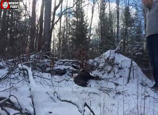 Video :A fish eagle is saved from impending death by two brothers